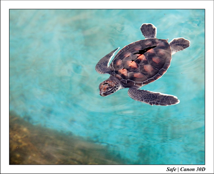 2006 - 07 - Gemia - Elevage de tortues 03
